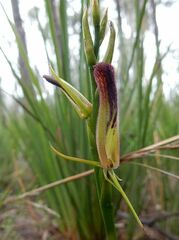Cryptostylis hunteriana