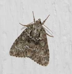Acronicta fragilis