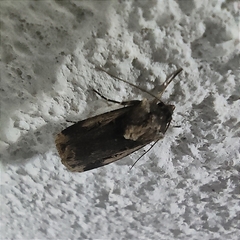 Agrotis malefida