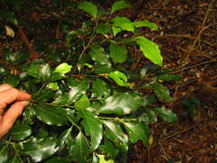 Endiandra muelleri muelleri