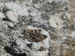 Trapezites argenteoornatus