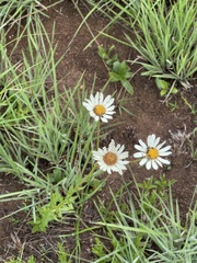 Adenanthellum osmitoides