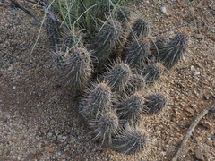Echinocereus engelmannii fasciculatus