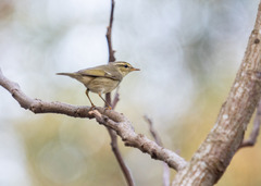 Phylloscopus borealis