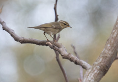 Phylloscopus borealis