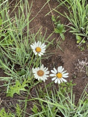 Adenanthellum osmitoides