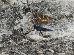 Trapezites argenteoornatus
