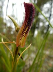 Cryptostylis hunteriana