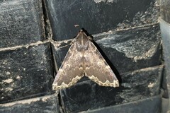 Mormoscopa sordescens