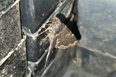 Mormoscopa sordescens