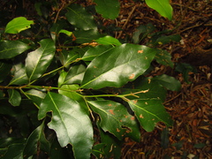 Endiandra muelleri muelleri