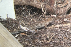 Pholidoscelis exsul