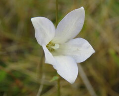 Wahlenbergia albomarginata