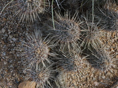 Echinocereus engelmannii fasciculatus