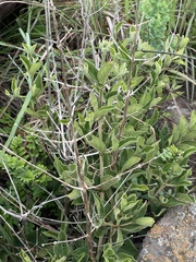 Vangueria macrocalyx