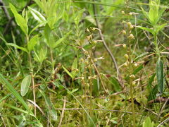 Neottia bifolia