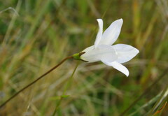 Wahlenbergia albomarginata