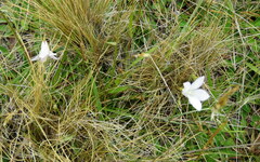 Wahlenbergia albomarginata