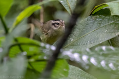 Basileuterus melanotis