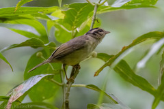 Basileuterus melanotis