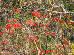 Euphorbia pulcherrima