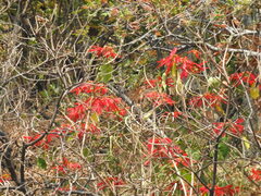 Euphorbia pulcherrima