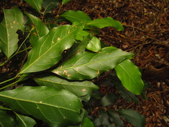 Endiandra muelleri muelleri