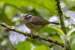 Basileuterus melanotis