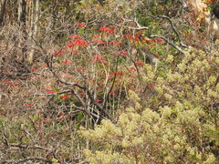 Euphorbia pulcherrima