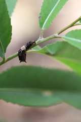 Limenitis