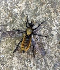 Laphria sericea
