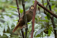 Syndactyla subalaris