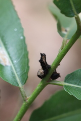 Limenitis