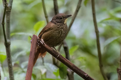 Syndactyla subalaris