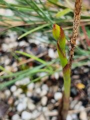 Cryptostylis hunteriana