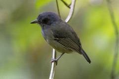 Dysithamnus mentalis