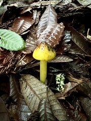 Hygrocybe singeri