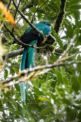 Pharomachrus mocinno