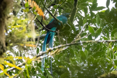 Pharomachrus mocinno