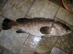 Epinephelus coioides