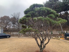 Pinus densiflora