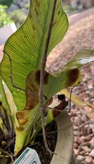 Ctenomorpha marginipennis