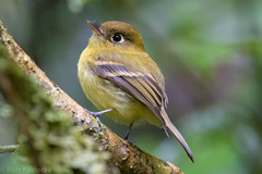 Empidonax flavescens