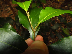 Endiandra muelleri muelleri