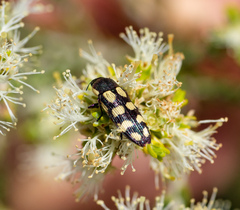 Castiarina decemmaculata