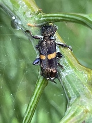 Eleale pulchra