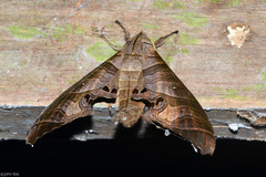 Marumba spectabilis