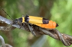 Chauliognathus imperialis
