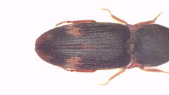 Pseudaeolus