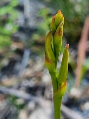 Cryptostylis hunteriana